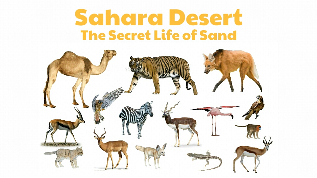CONCEPT OF SAHARA DESERT ANIMALS - The Sahara Desert Animals